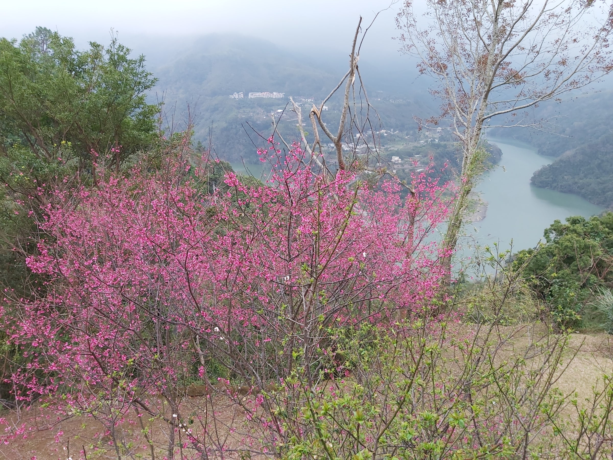 角板山梅園、大漢溪與山谷風景